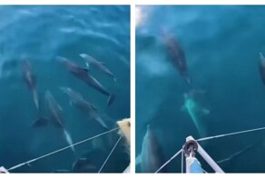 Дельфины сопроводили туристов в Сочи