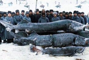 Белуга: 1500 кг — вот нормальный вес этой рыбы!