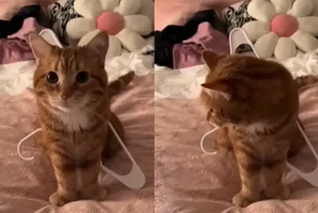 Любопытный кот застрял в вешалке