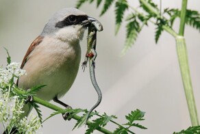 Один из самых кровожадных пернатых хищников