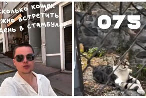 173 кошки за день встретил блогер в Стамбуле
