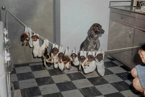 Подборка смешных и забавных фотографий с собаками, которые поднимут настроение