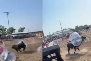 Футбол с быком
