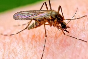 Комаров можно отпугнуть дабстепом