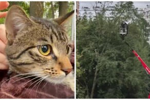 В Подмосковье спасли кота, который два дня просидел на дереве