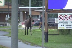 Лось проверил обстановку около военной базы на Аляске