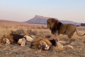 Забавный конфликт львов из-за места