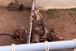 Тигр перепрыгнул через ограждение зоопарка, чтобы напасть на гиену