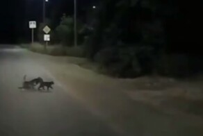 Кошки переводят через дорогу собаку-инвалида