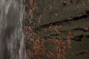 Массовое восхождение рыб на скалы в Бразилии