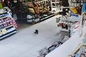 Сотрудники  Fix Price  уже два дня охотятся за пушистым посетителем