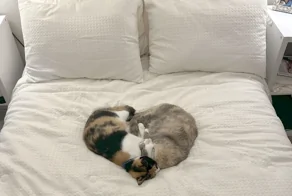 Кошачьи будни: 25 умилительных моментов, демонстрирующих, что коты делают что и когда хотят