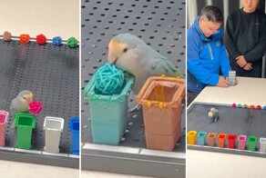 Попугай  попал в&nbsp;Книгу рекордов Гиннесса благодаря умению различать цвета