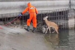 Спасатели помогли косуле выбраться из реки