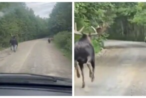 Все побежали, и я побежал: необычная погоня на Камчатке