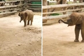 Слонёнок пытается подчинить себе хобот