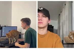 Кошачья лежанка, которая крепится к столу