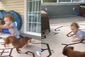 Такса воплотила в жизнь хитрый план по добыче еды