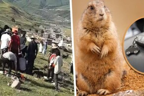 Сурок украл ключи от машины туриста в Китае