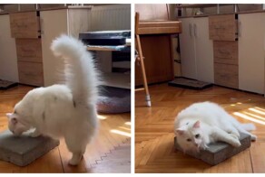 Коты любят бетонные плитки