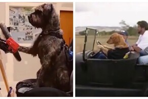 Автошкола для собак