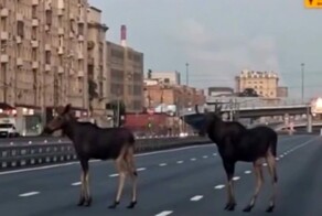 Лоси на несколько минут перекрыли шоссе в Москве