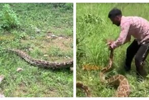 В Индии спасли питона, застрявшего на заборе