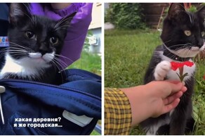 Городская кошка провела незабываемые выходные в деревне