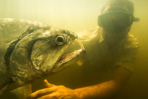 Рыба-вампир: чудовище Амазонки