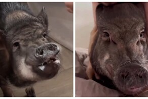 В Москве девушка переехала к парню со своим питомцем — кабанчиком