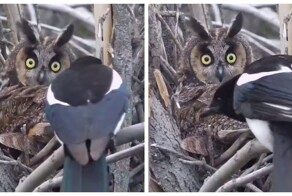Сорока разбудила филина