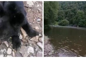 Новый друг туристов в Приморье