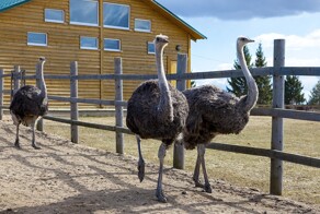 400 страусов расстреляют в Канаде