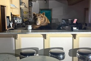 В Калифорнии медведь наведался в кафе-мороженое
