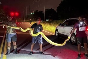 В США на улице поймали питона длиной 3,6 метра