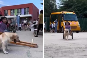 В Китае собачка каждый день забирает свою хозяйку из школы на собственной мини-колеснице