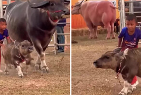 В Таиланде карликовые буйволы стали символом удачи и звёздами фестивалей