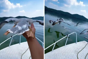 В Китае люди дотронулись до пролетающих гусей