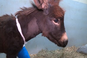 В Северной Осетии спасли раненого ослика, который неделю прождал помощи в обрыве