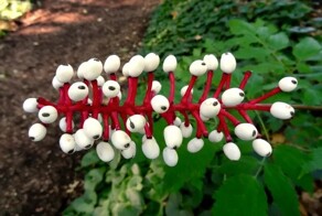 Странные растения