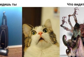 Мир глазами животных (11 фото)