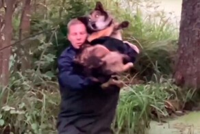 Ох, нелегкая эта работа — из болота тащить обормота!