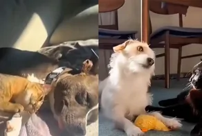 Трогательные моменты общения кошек и собак