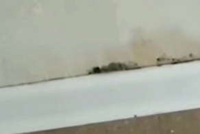 "Отдых маленкий. Материал нету": вахтовик из Петербурга показал работу отделочников, трудившихся в его квартире