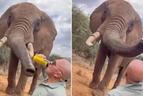 Турист пытался "напоить" слона пивом