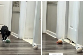 Кот придумал себе игру