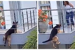 Собака против плитки: неравный бой