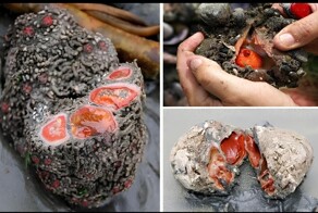 Живой камень: снаружи — булыжник, внутри — мясо