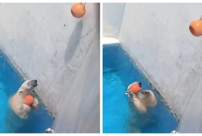 Белый медведь из Японии осваивает необычную игру ради лакомства