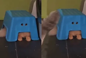 Рыжий пушистый шпион